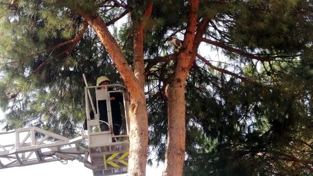 Evden kaçan kediyi ağaçtan itfaiye ekipleri kurtardı