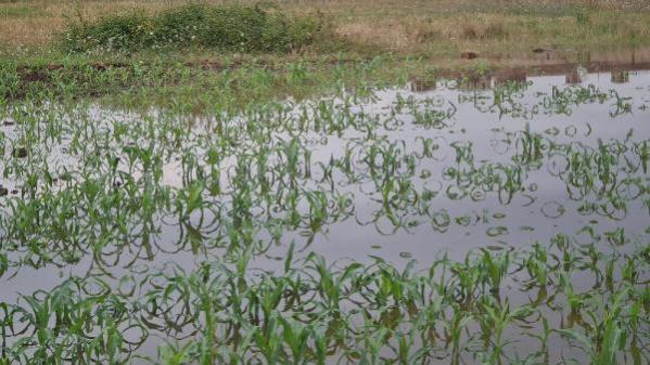 Kocaeli’de ekili arazileri su bastı