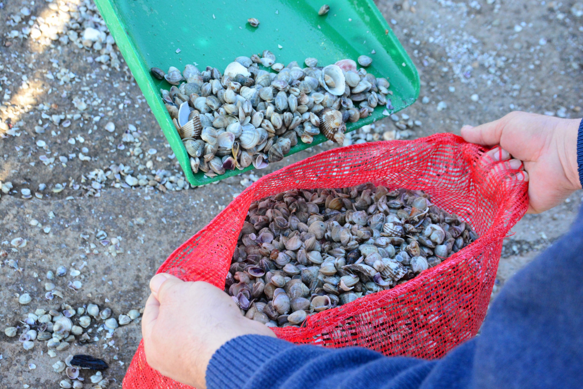 Her gün tonlarca kum midyesi avlayıp, dünyanın dört bir yanına ihraç ediyorlar