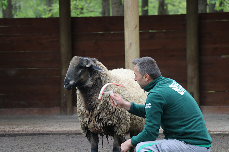 Suffolk cinsi koyun ile bakıcısının dostluğu Ormanya’ya renk kattı