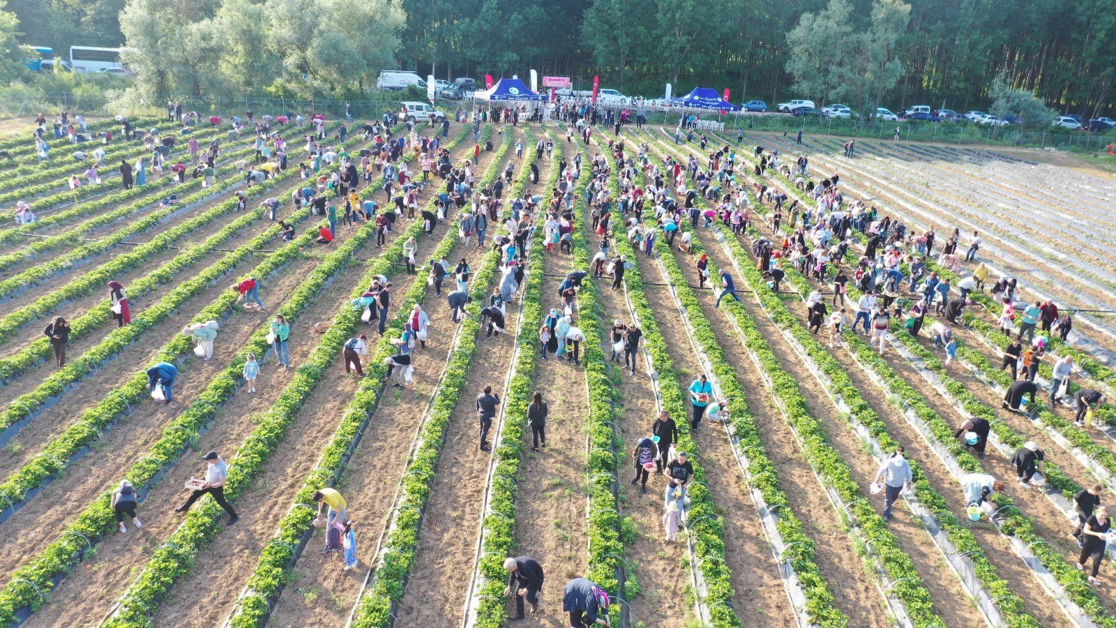 İzmit Çayırköy’de Çilek Hasadı: Gelir Kız Çocuklarının Eğitimine