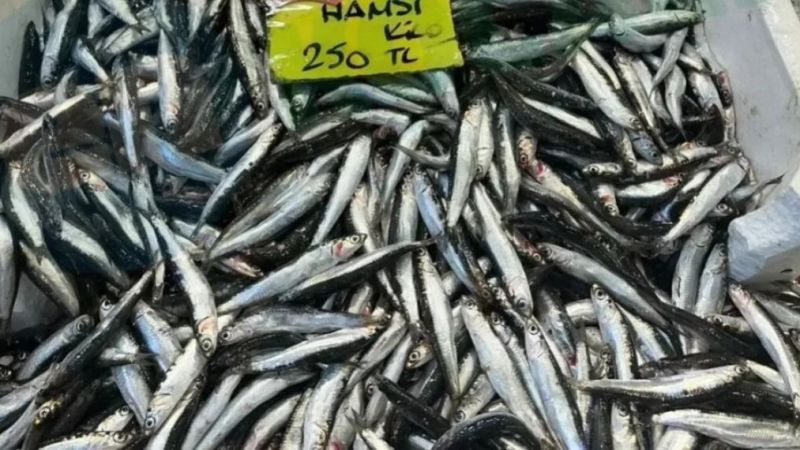 Hamsi el yakıyor! Palamutu geçti – En Kocaeli