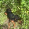 Köpeği demir sopayla döverek öldürdü