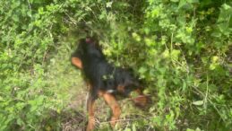 Köpeği demir sopayla döverek öldürdü
