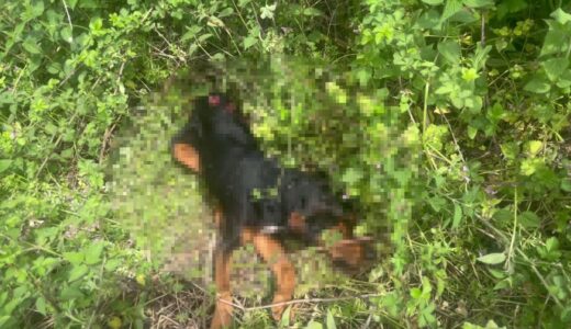 Köpeği demir sopayla döverek öldürdü