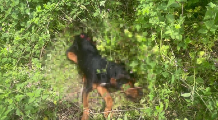 Köpeği demir sopayla döverek öldürdü