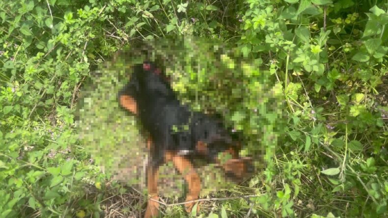 Köpeği demir sopayla döverek öldürdü